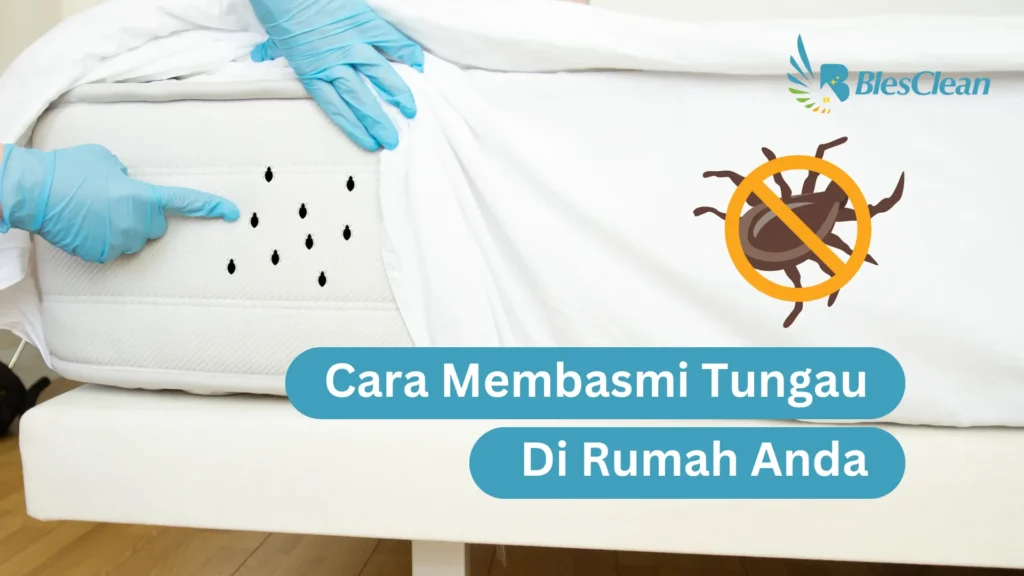 Cara Membasmi Tungau
